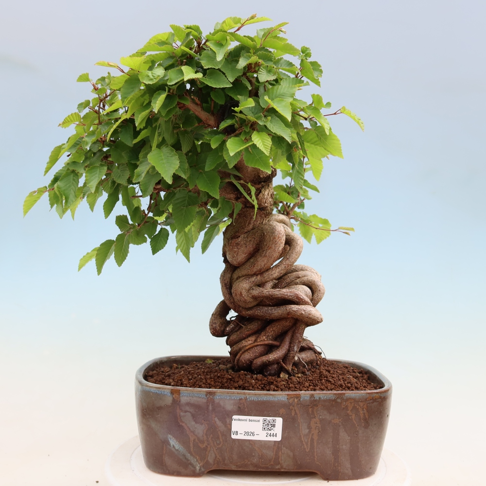 Vonkajší bonsaj -Carpinus coreana - Hrab kórejský