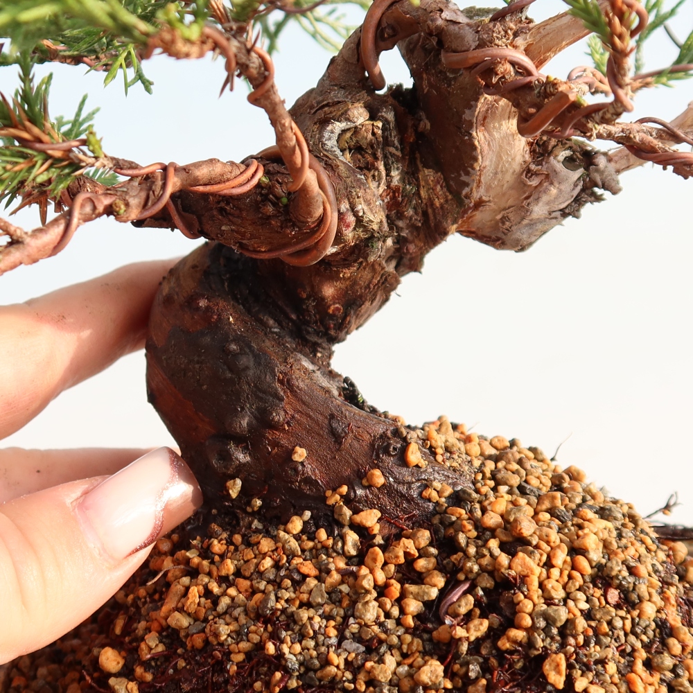 Vonkajší bonsai - Juniperus chinensis Itoigawa -Jalovec čínsky