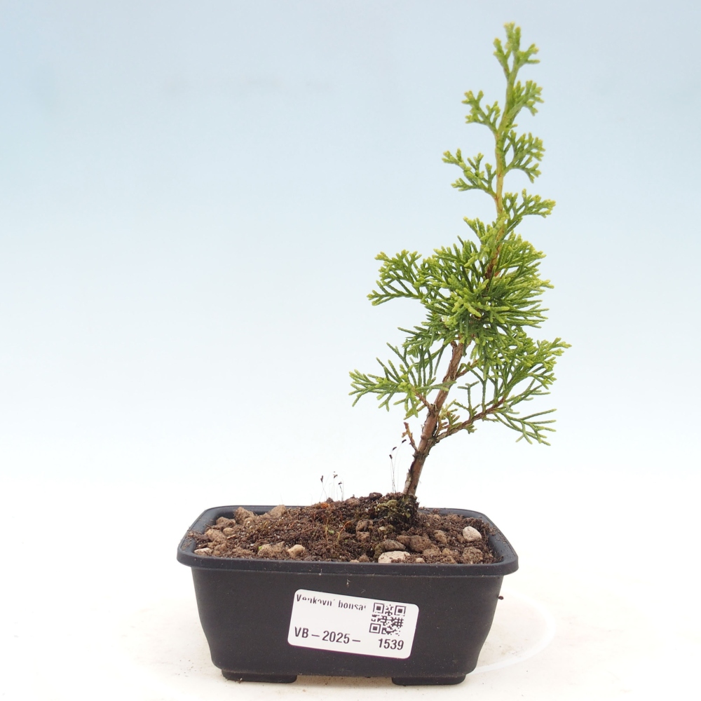 Vonkajší bonsai - Juniperus chinensis Itoigawa -Jalovec čínsky