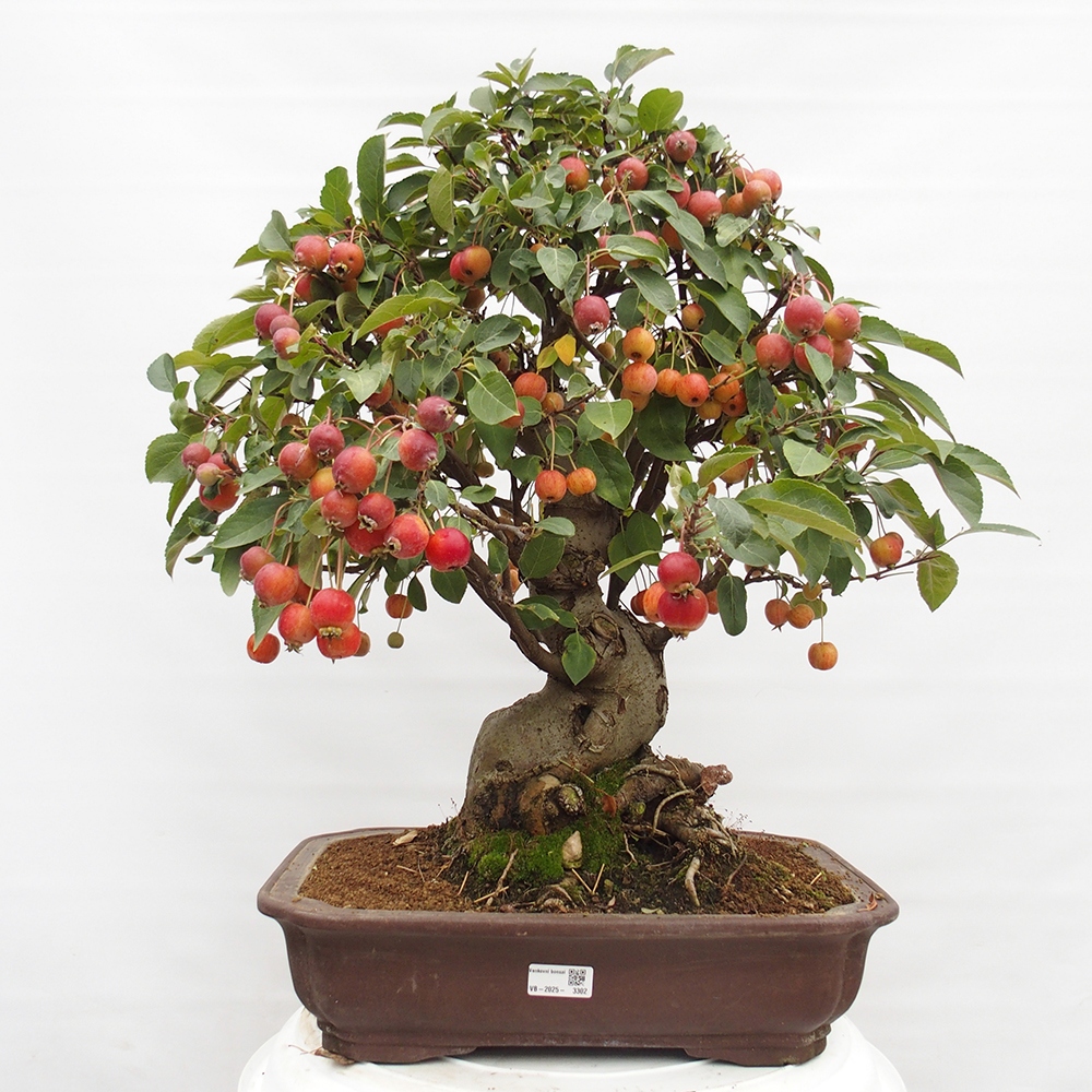 Vonkajší bonsai -Malus halliana - Maloplodá jabloň