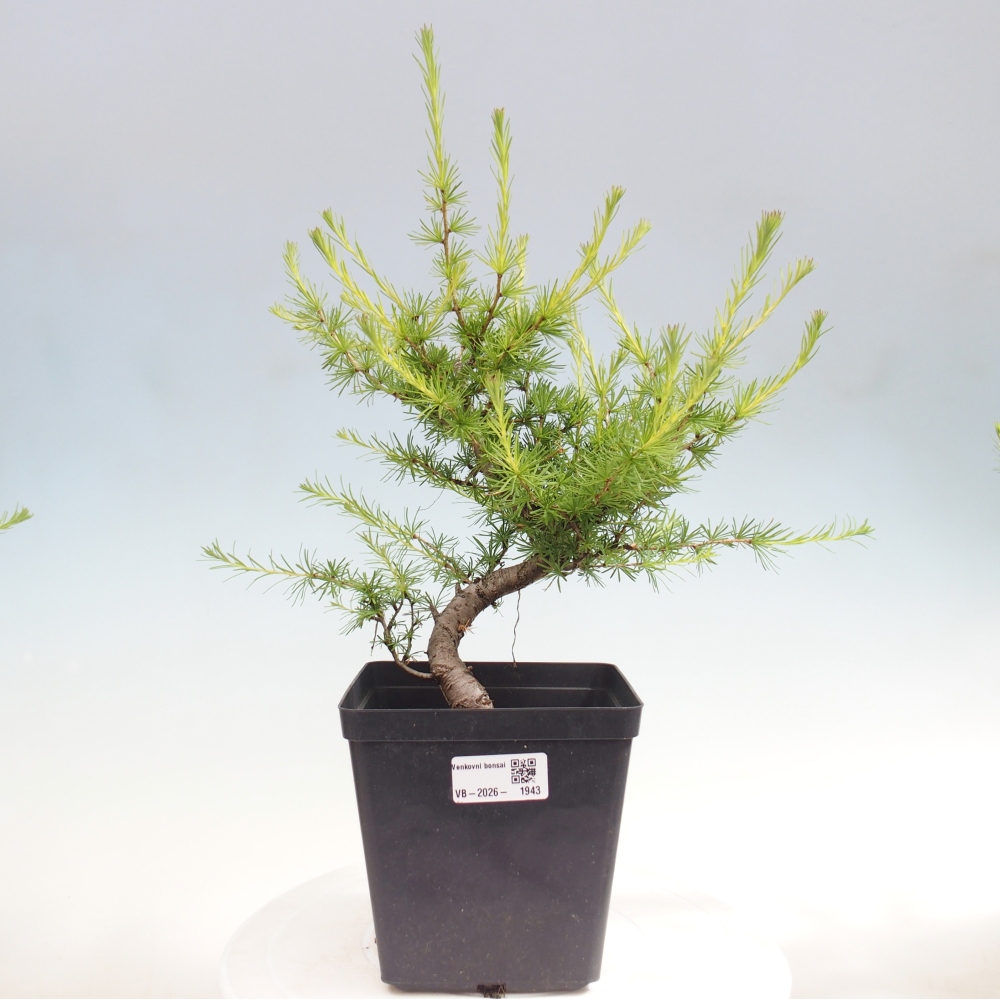 Vonkajšie bonsaje -Larix decidua - Smrekovec