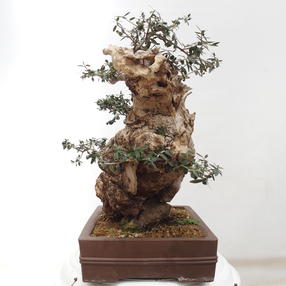 Izbová bonsai - Olea europaea sylvestris -Oliva evropská drobnolistá