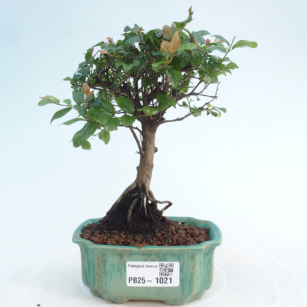 Izbová bonsai - Sagerécie thea - Sagerécie thea