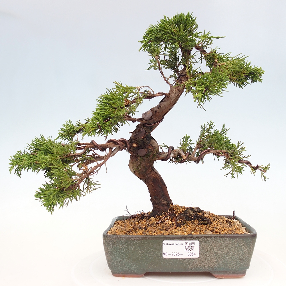 Vonkajší bonsai - Juniperus chinensis Itoigawa -Jalovec čínsky