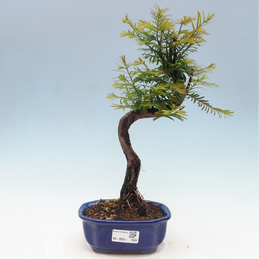 Vonkajšie bonsai - Metasequoia glyptostroboides - Metasekvoja Čínska