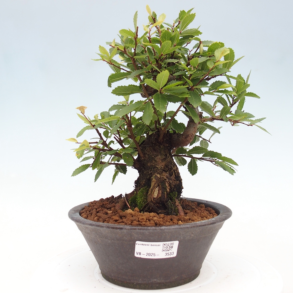Vonkajšie bonsai - Zelkova - Zelkova serrata