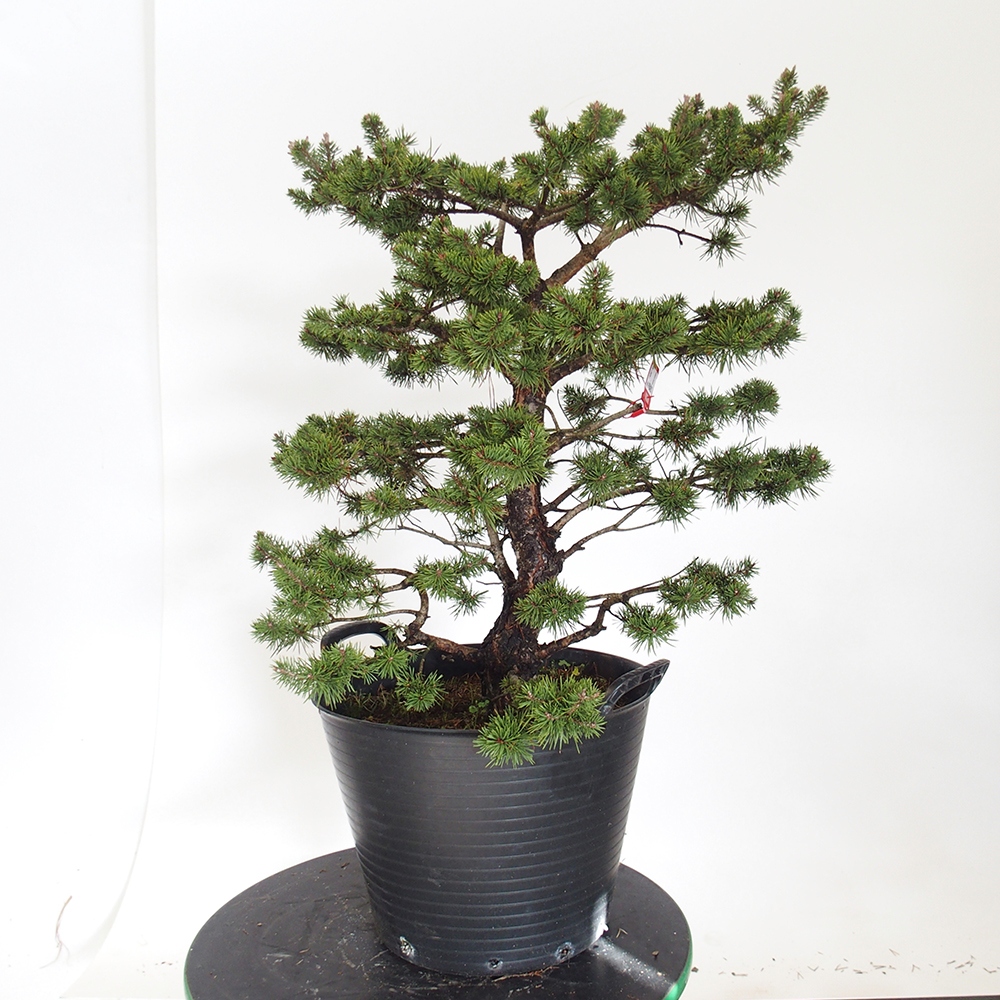Yamadori - Pinus sylvestris Španielsko