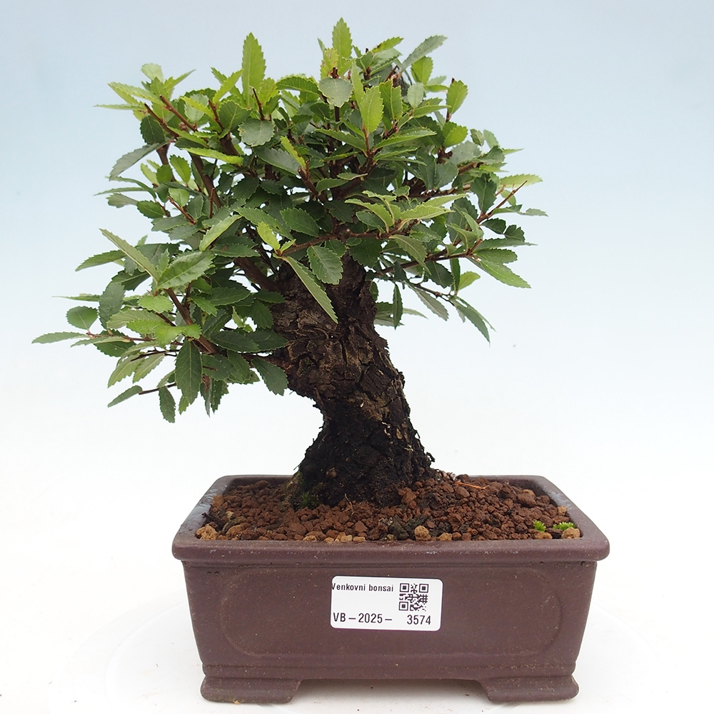 Vonkajšie bonsaje - Zelkova - Zelkova NIRE