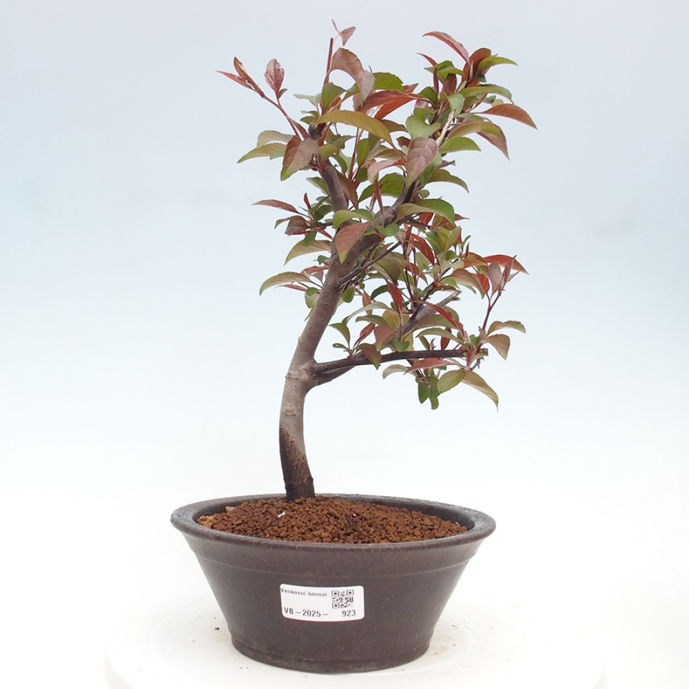 Vonkajší bonsai -Malus domestica - Maloplodá jabloň červenolistá