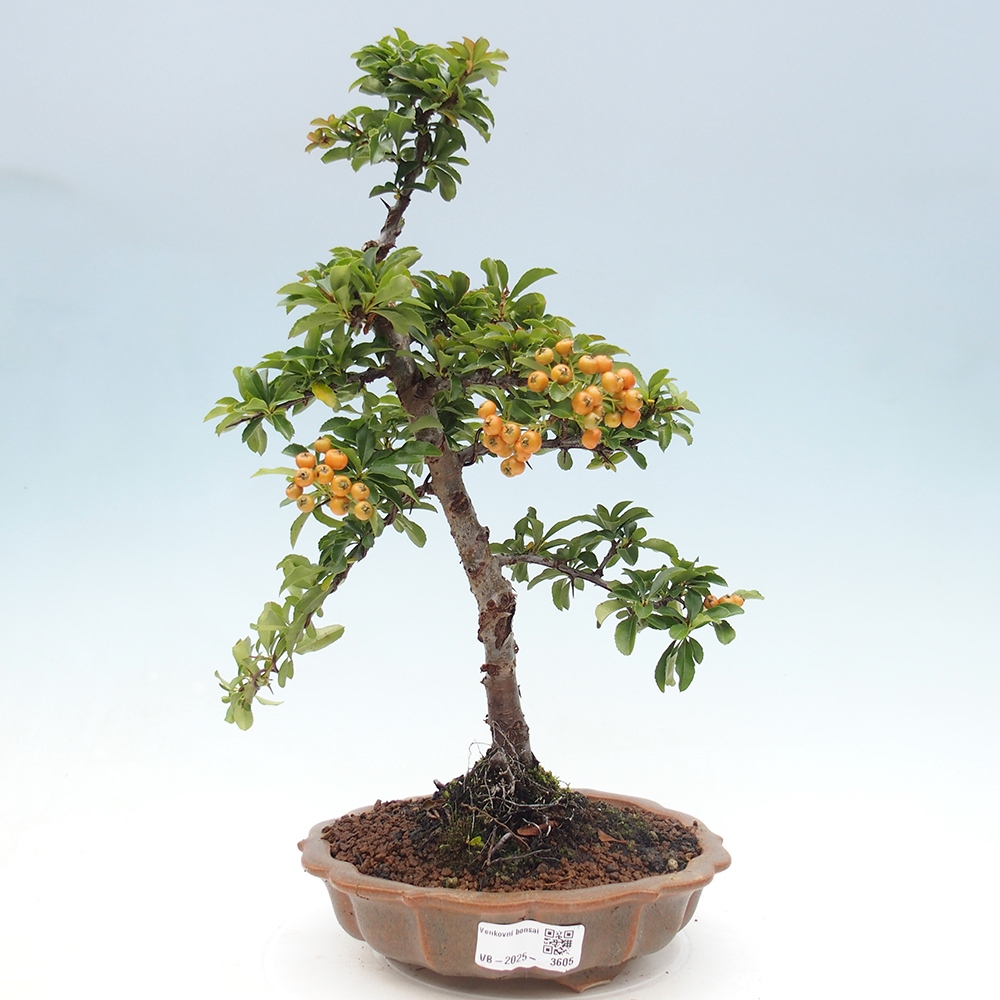 Vonkajšie bonsaje-Pyracantha Teton -Hlox