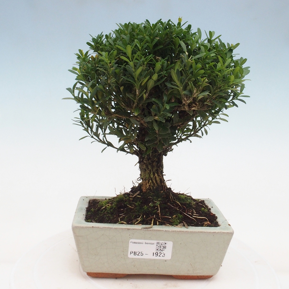 Izbová bonsai - Buxus harlandii - korkový buxus