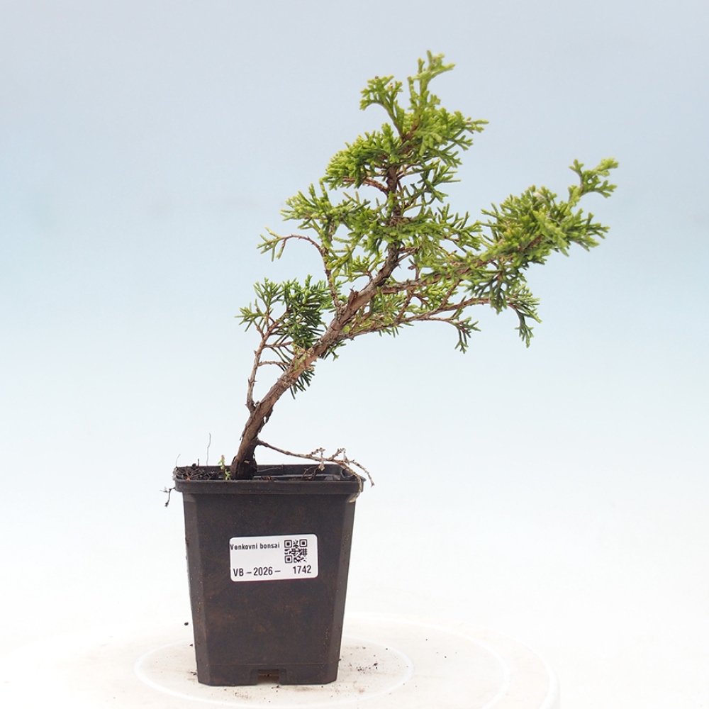 Vonkajší bonsaj - Juniperus chinensis Itoigawa