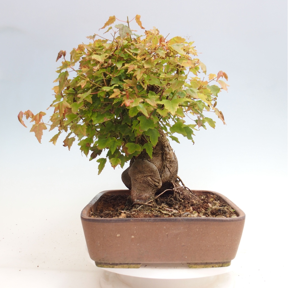 Vonkajšie bonsai - Javor Buergerianum - Javor Burgerův
