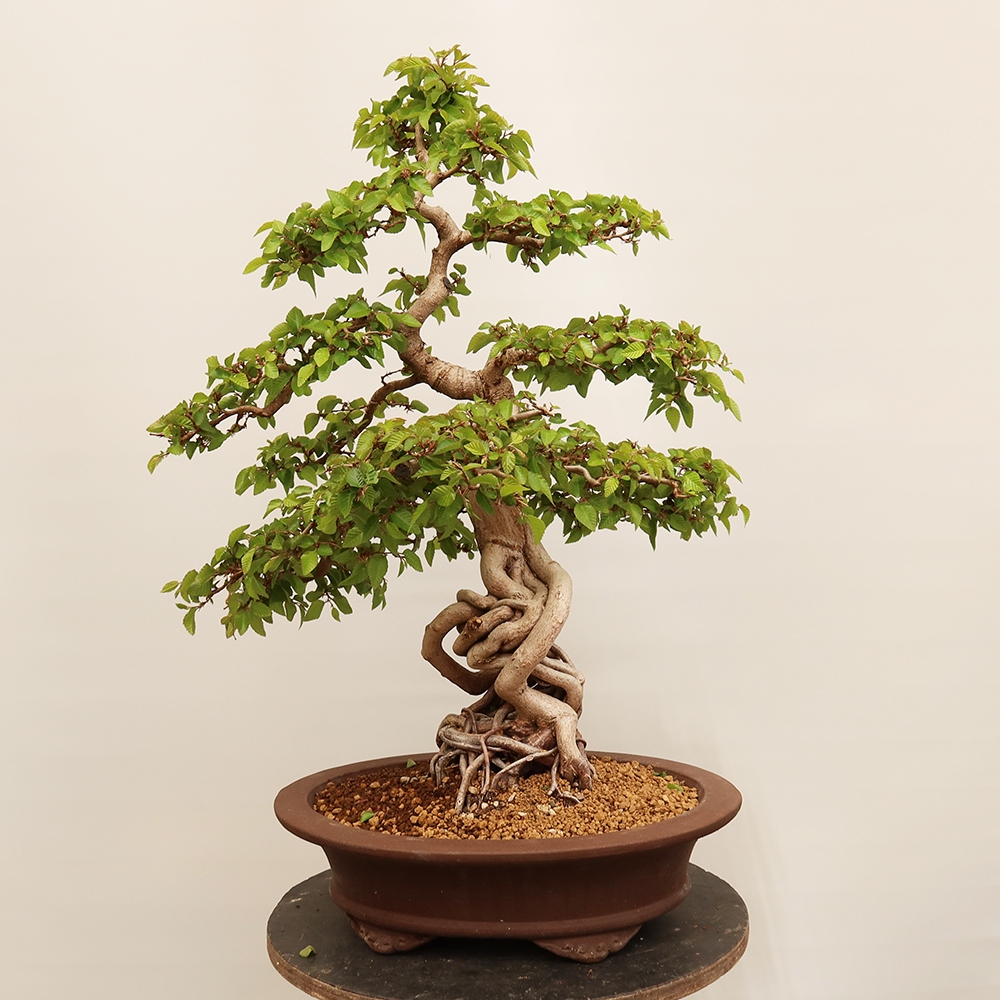 Vonkajší bonsai -Carpinus Coreana - Hrab kórejský