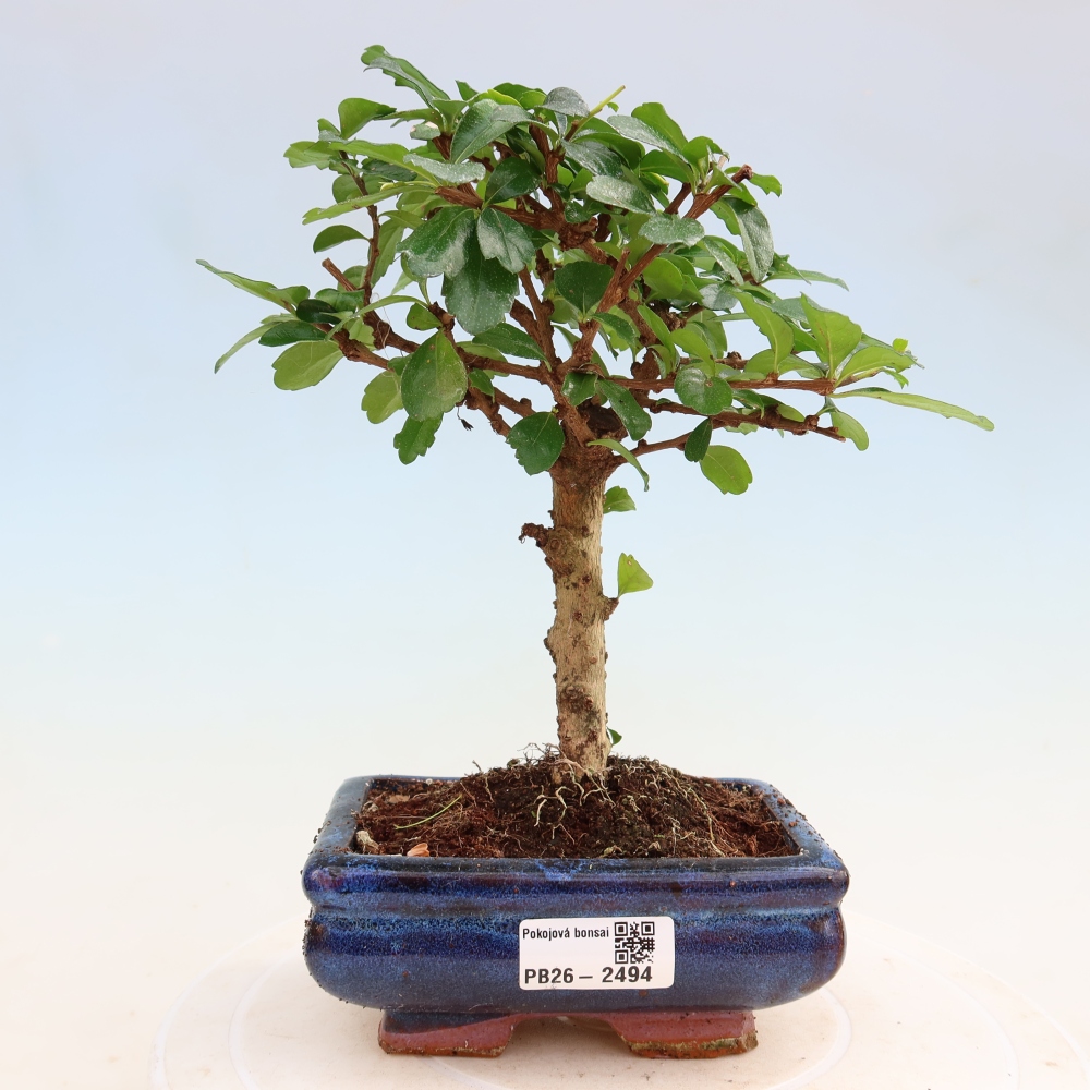 Izbové bonsaje - Carmona macrophylla - Tea fuki
