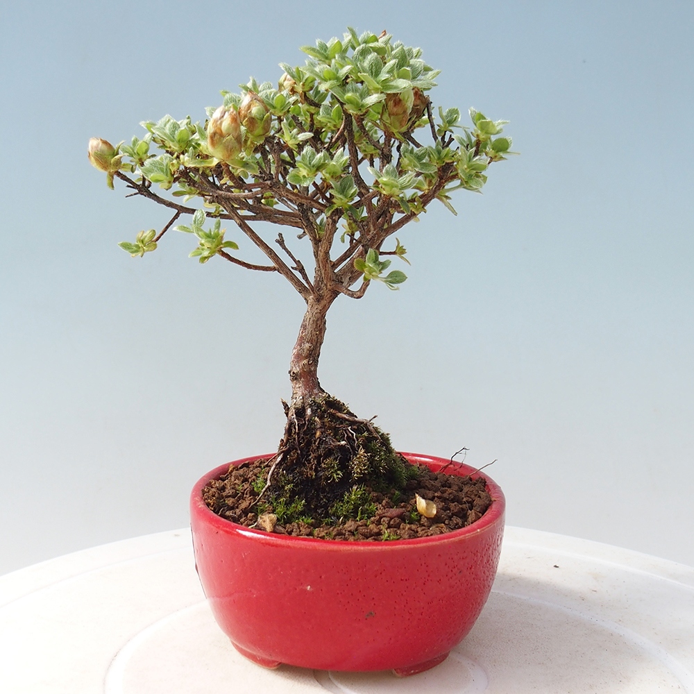 Vonkajší bonsai - Rhododendron indicum - Japonská azalka