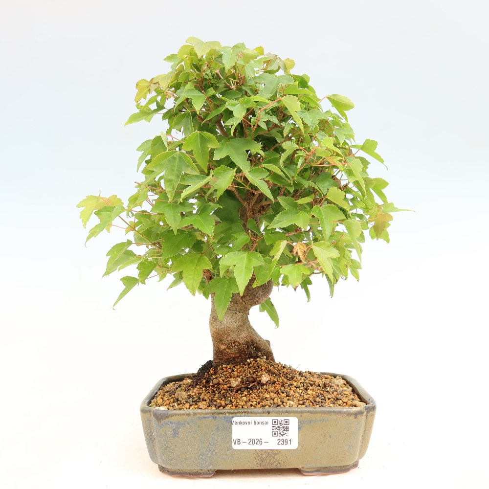 Vonkajšie bonsaje - Javor Burger - Acer Burgerianum