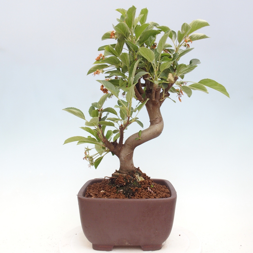 Vonkajší bonsai -Malus halliana - Maloplodá jabloň