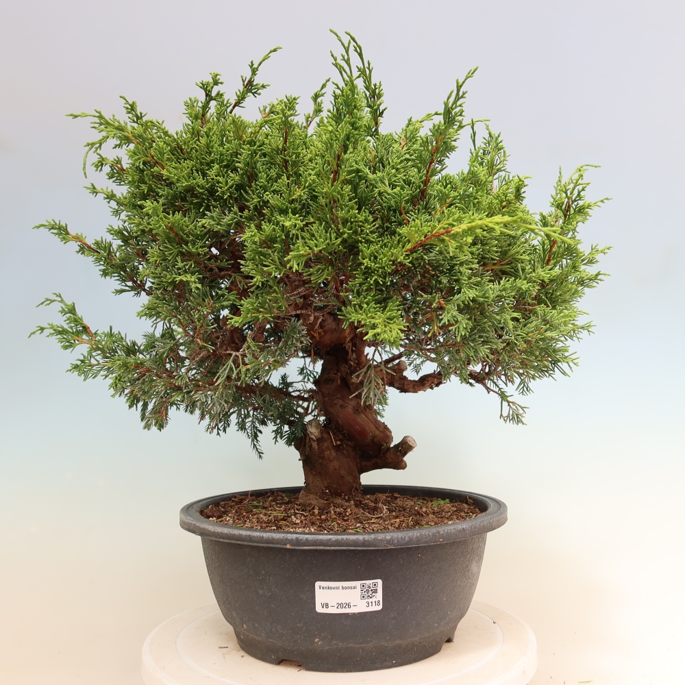 Vonkajší bonsai – Juniperus chinensis Itoigawa – čínsky jalovec