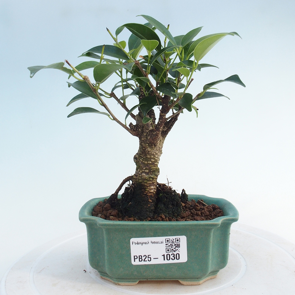 Izbová bonsai - Malolistý fikus - Ficus kimmen