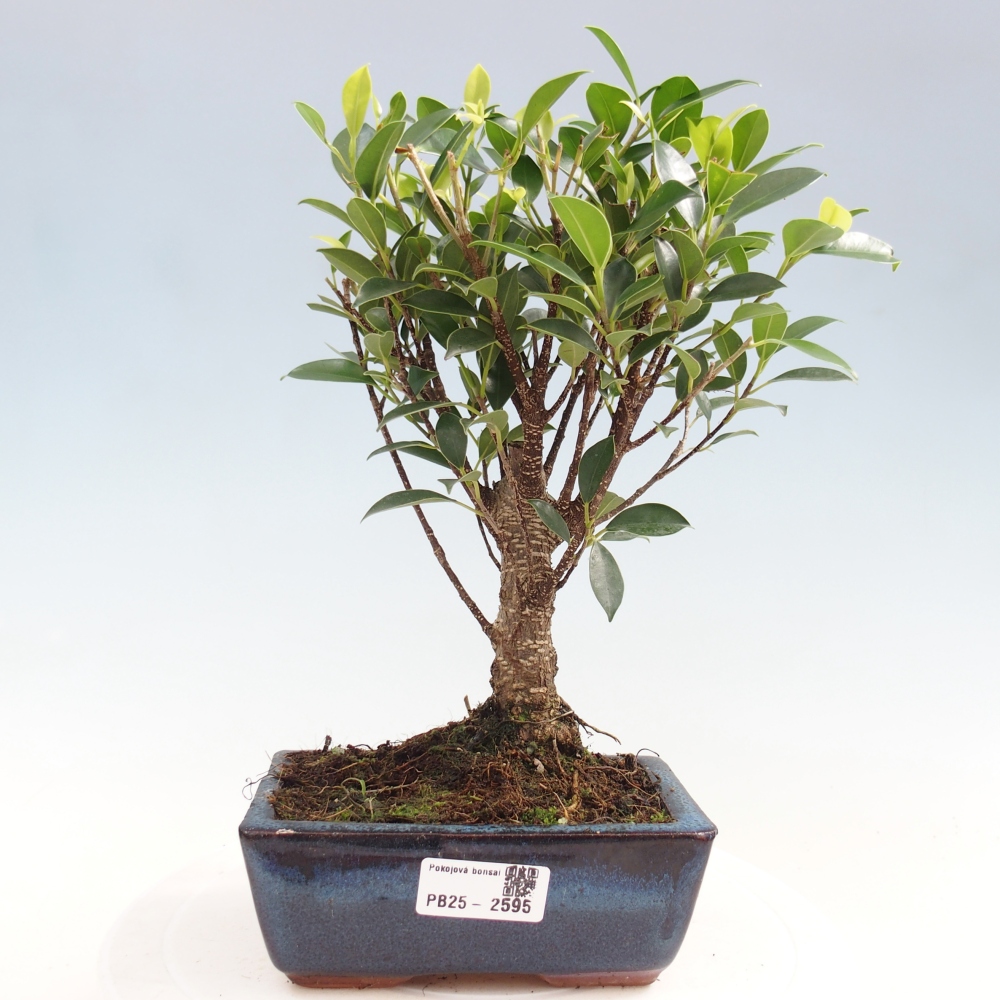 Izbová bonsai - Ficus retusa - malolistý fikus
