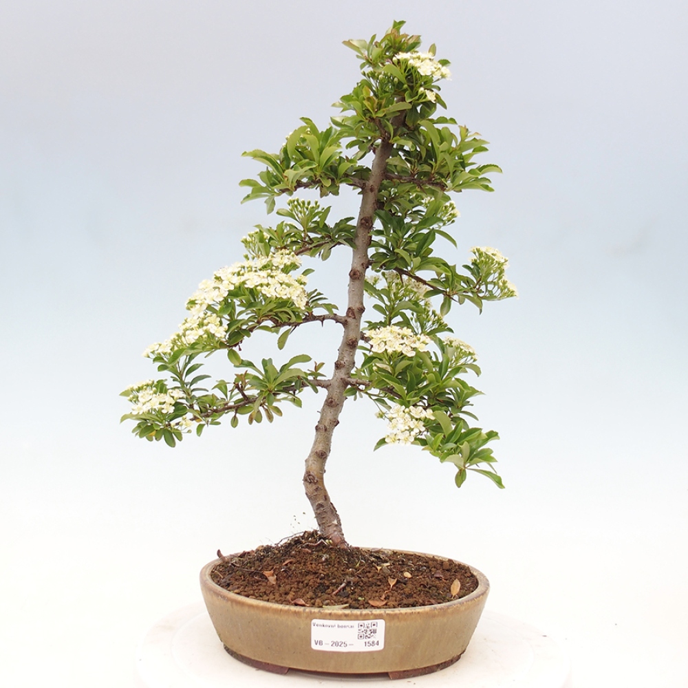 Vonkajšia bonsai-Pyracanta Teton -Hlohyně