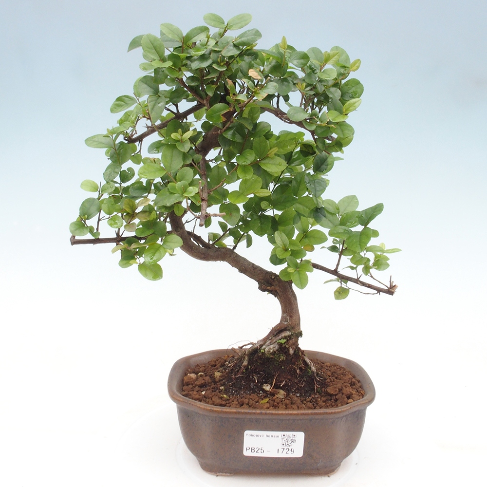 Izbová bonsai - Sagerécie thea - Sagerécie thea