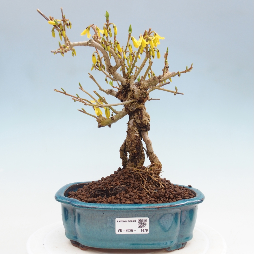 Vonkajšie bonsaje - Zlatice - Forsythia koreana