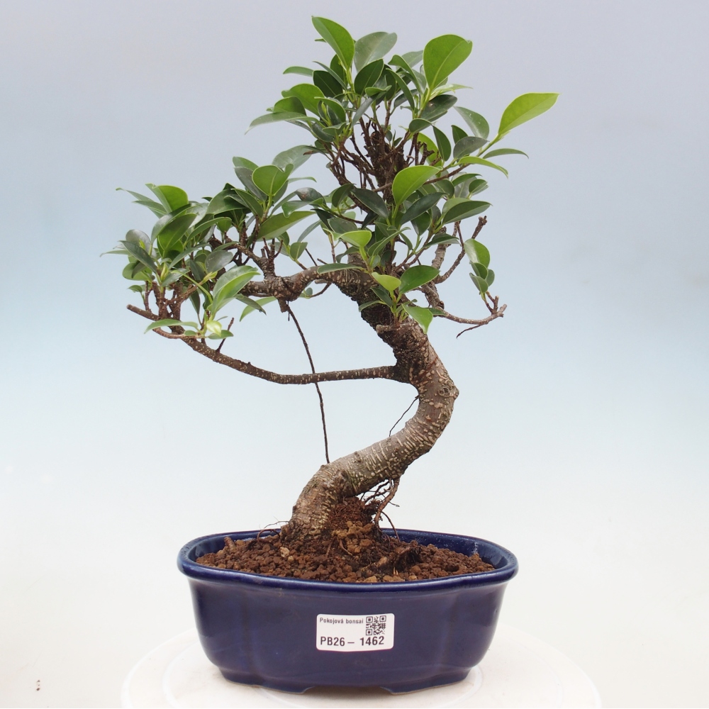 Izbový bonsaj - Ficus retusa - drobnolistý fikus