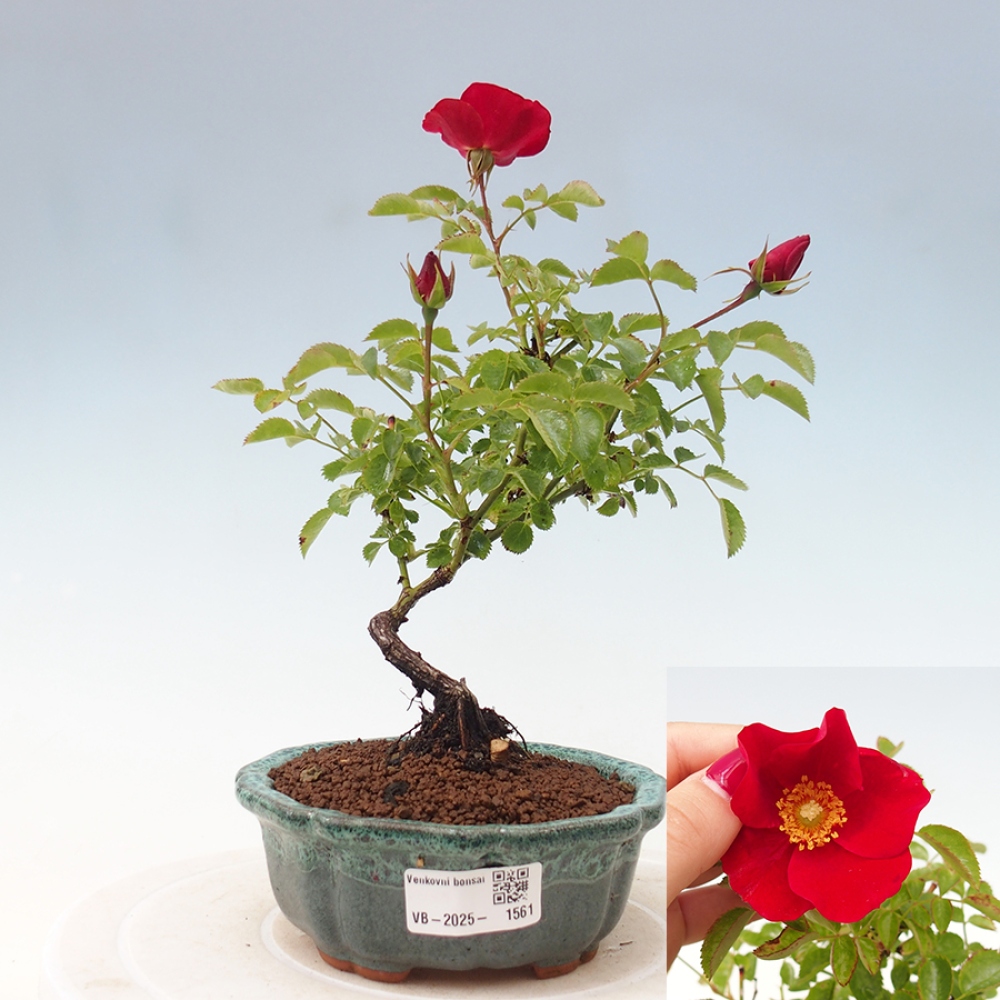 Vonkajší bonsai - Rosa Kordes - ruža