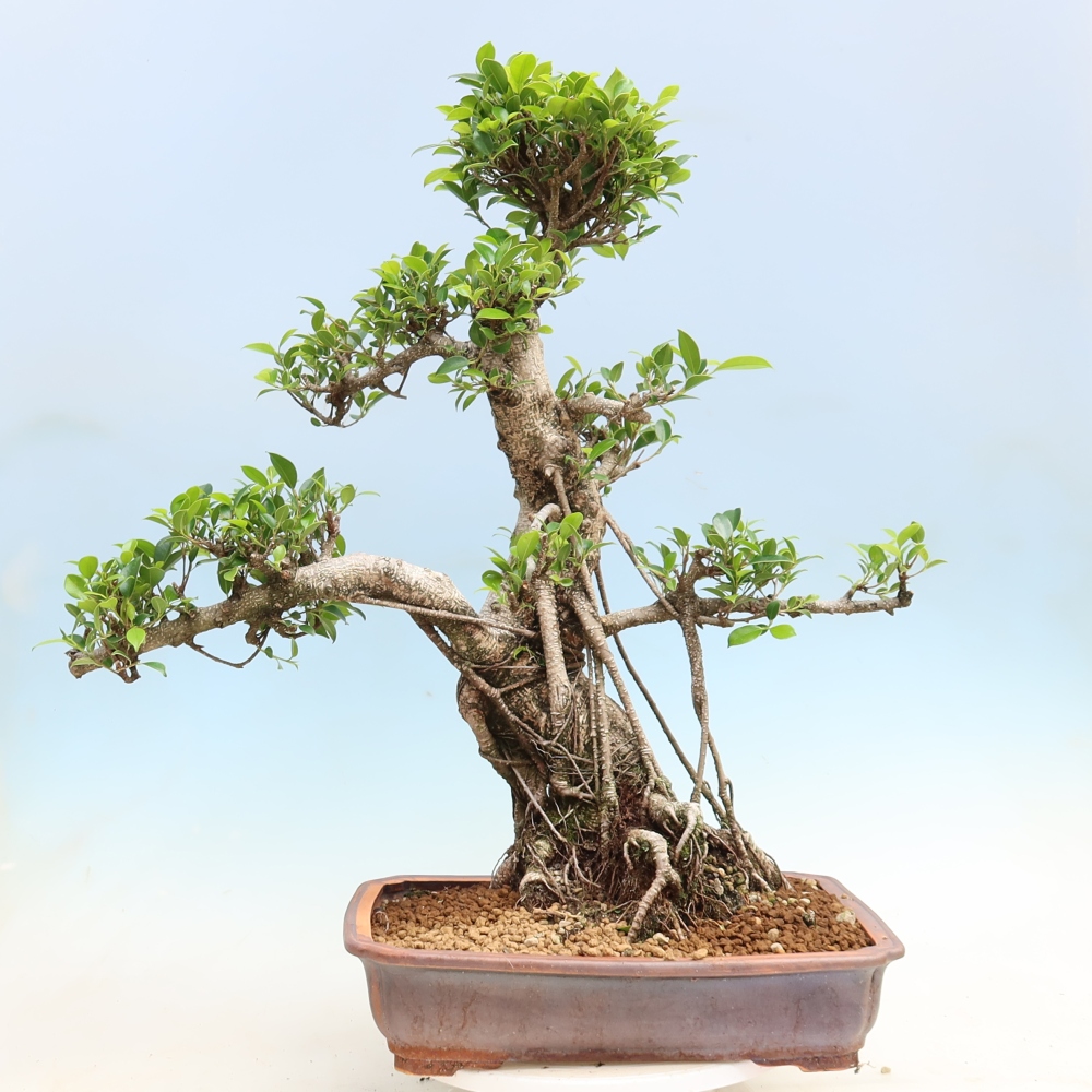 Izbové bonsaje - Ficus kimmen - drobnolistý fikus