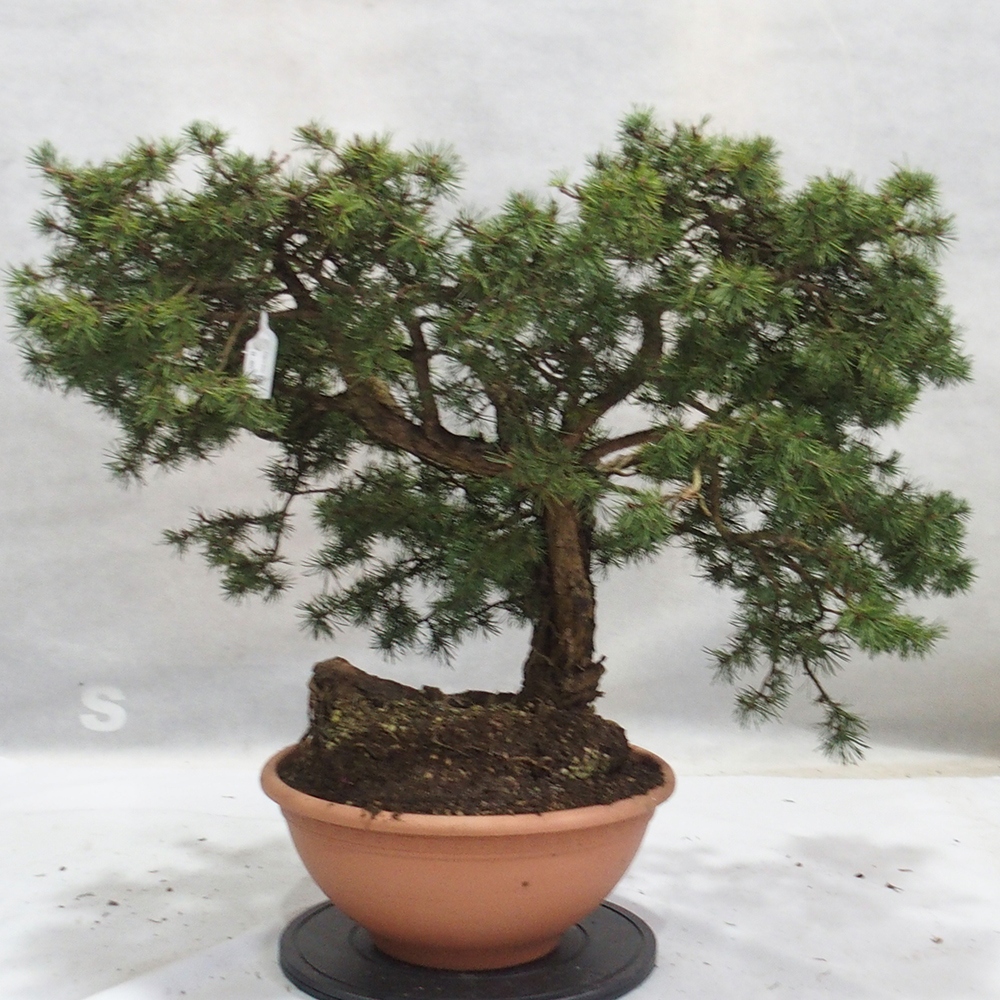 Yamadori - Pinus sylvestris 
