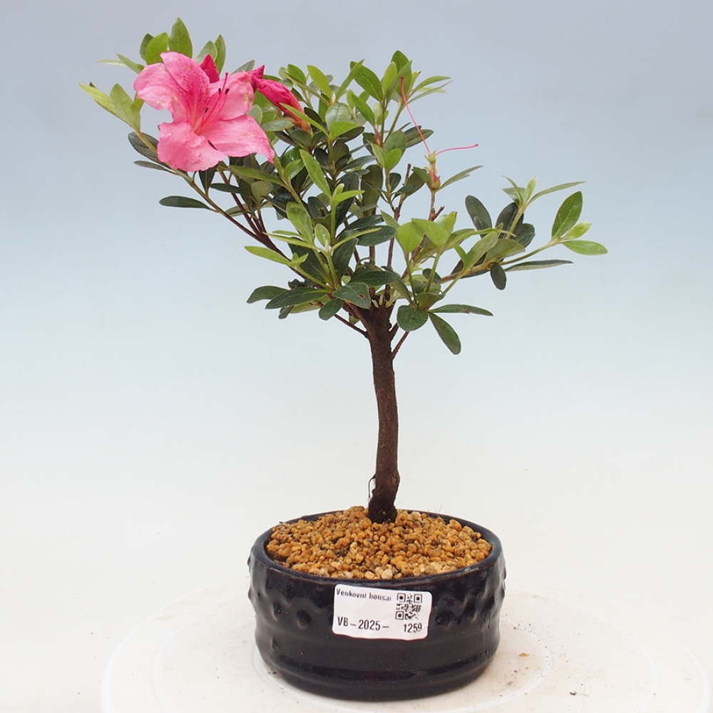 Vonkajší bonsai - Japonská azalka - Azalea sp.