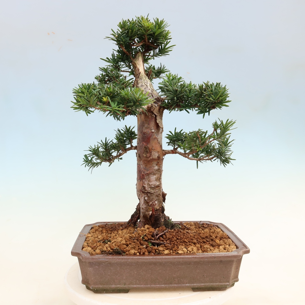 Vonkajší bonsai – Taxus cuspidata – japonský tis