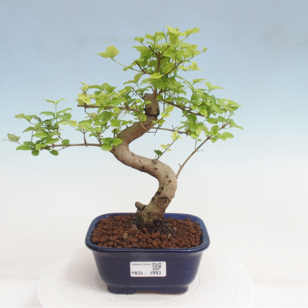 Izbová bonsai -Ligustrum chinensis - Vtáčí zob