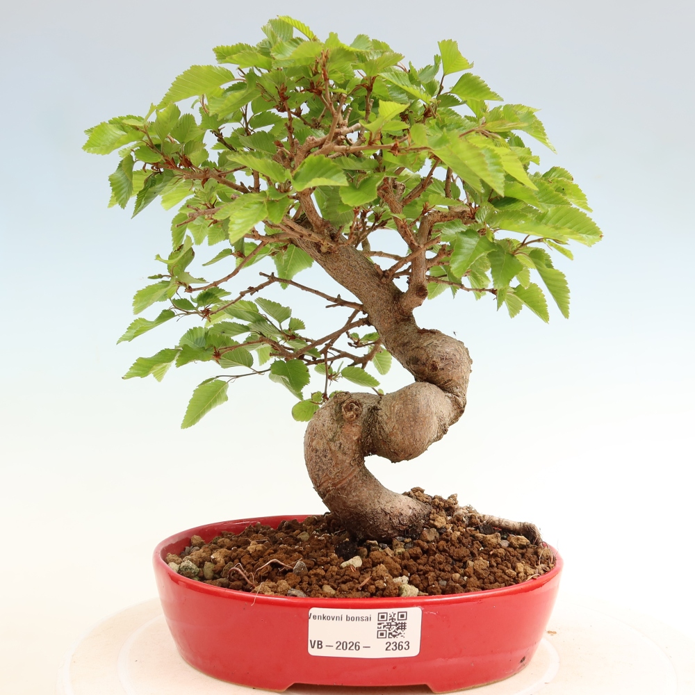 Vonkajší bonsaj -Carpinus coreana - Hrab kórejský