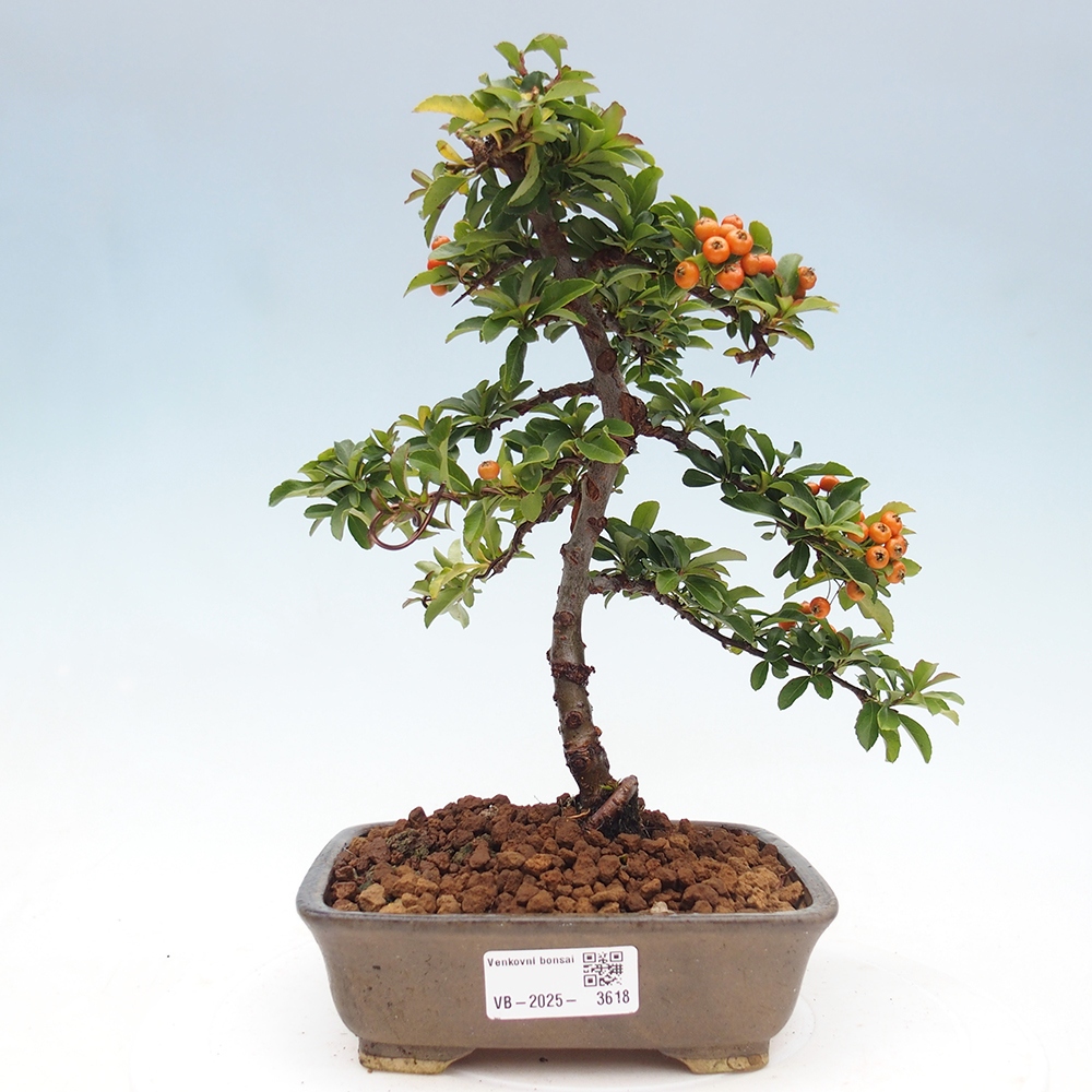 Vonkajšie bonsaje-Pyracantha Teton -Hlox