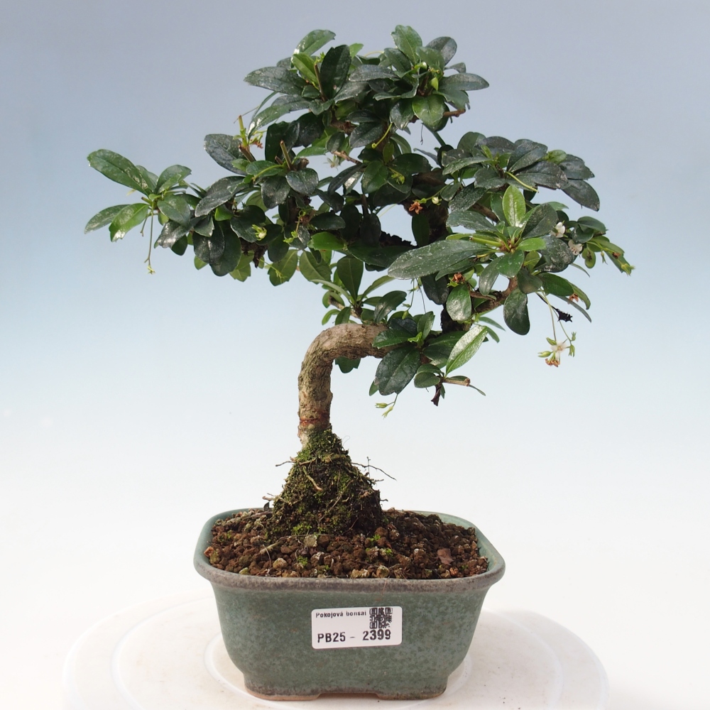 Izbová bonsai - Carmona macrophylla - Čaj fuki