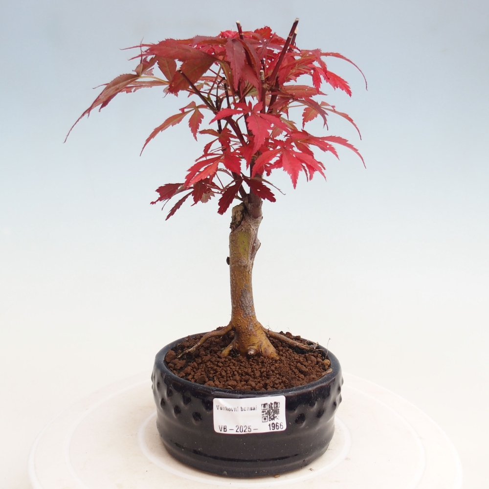Vonkajší bonsai - Acer palm. Atropurpureum-Javor dlanitolistý