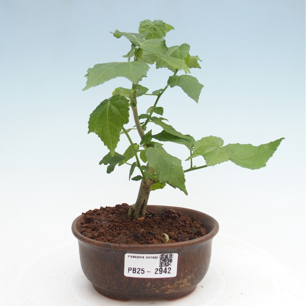 Izbová bonsai - Malvaviscus arboreus - ibištekovec drevnatý