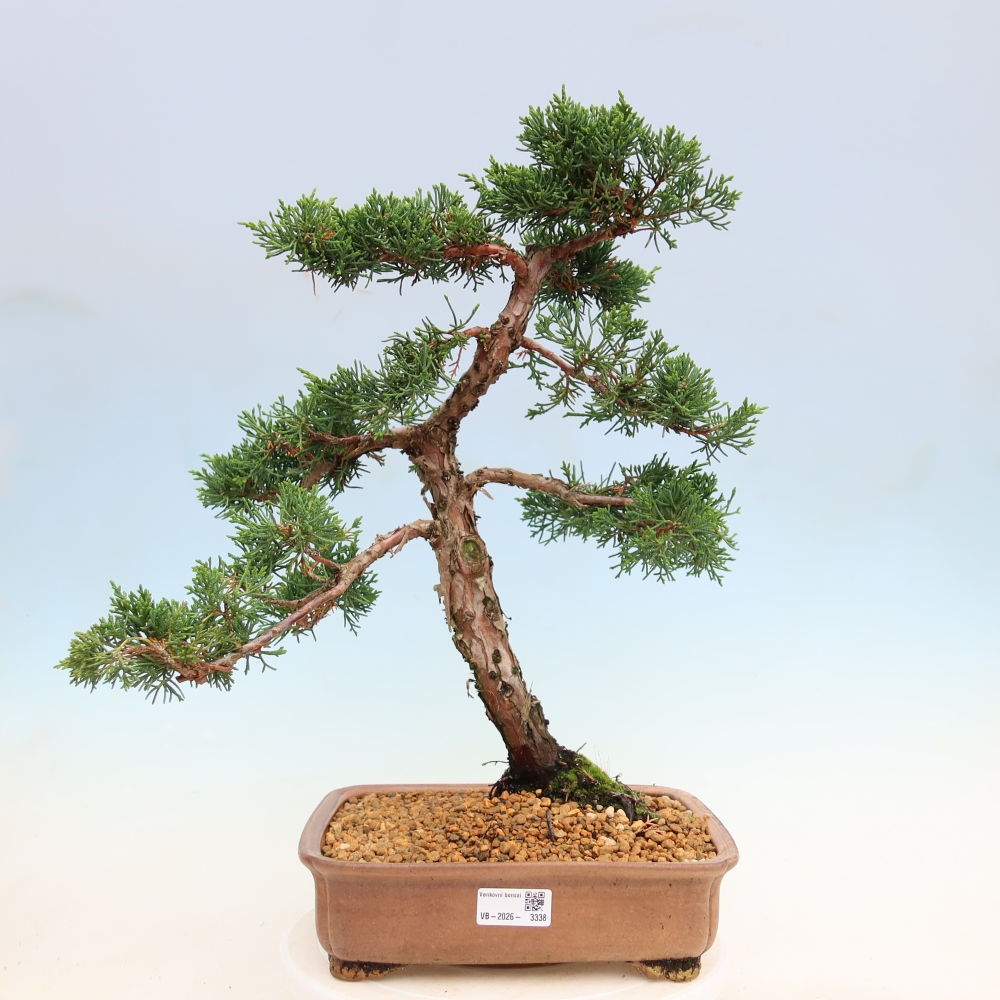 Vonkajší bonsaj - Juniperus chinensis Kishu