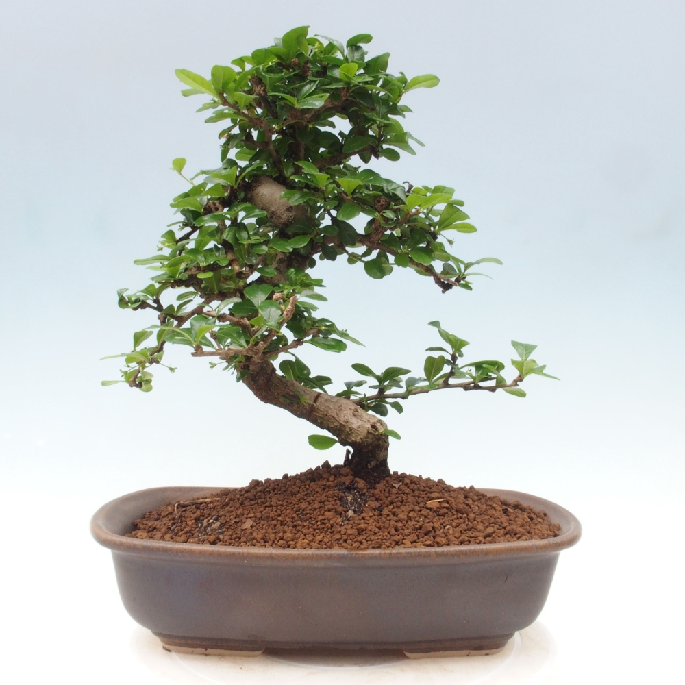 Izbová bonsai - Carmona macrophylla - Čaj fuki