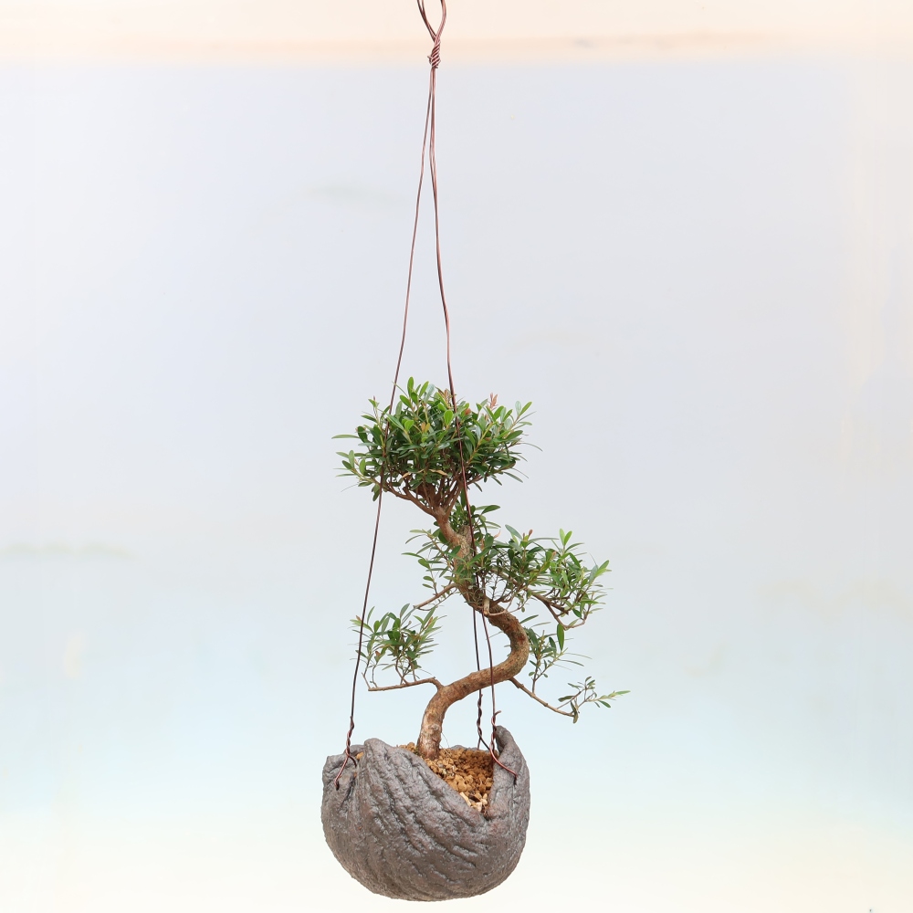 Kokedama v keramike – Syzygium – Pimentovník