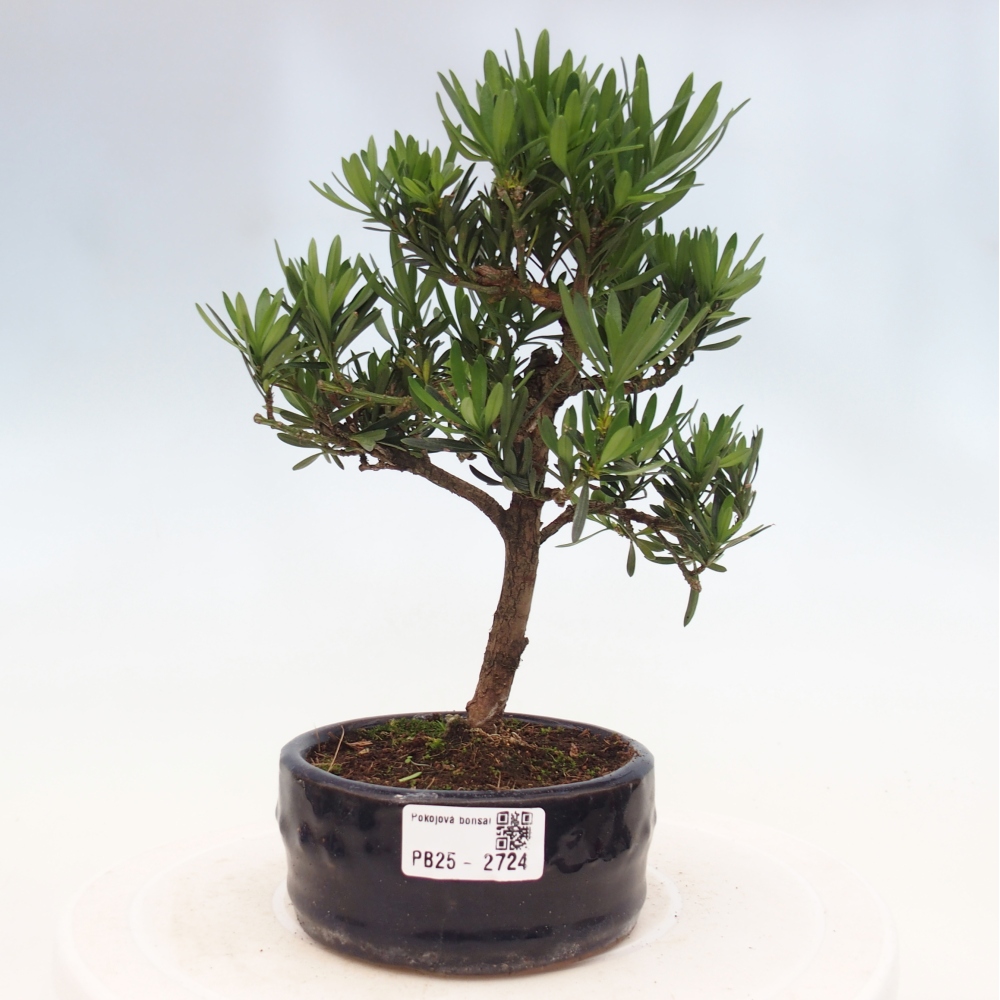 Izbová bonsai - Podocarpus - Kamenný tis
