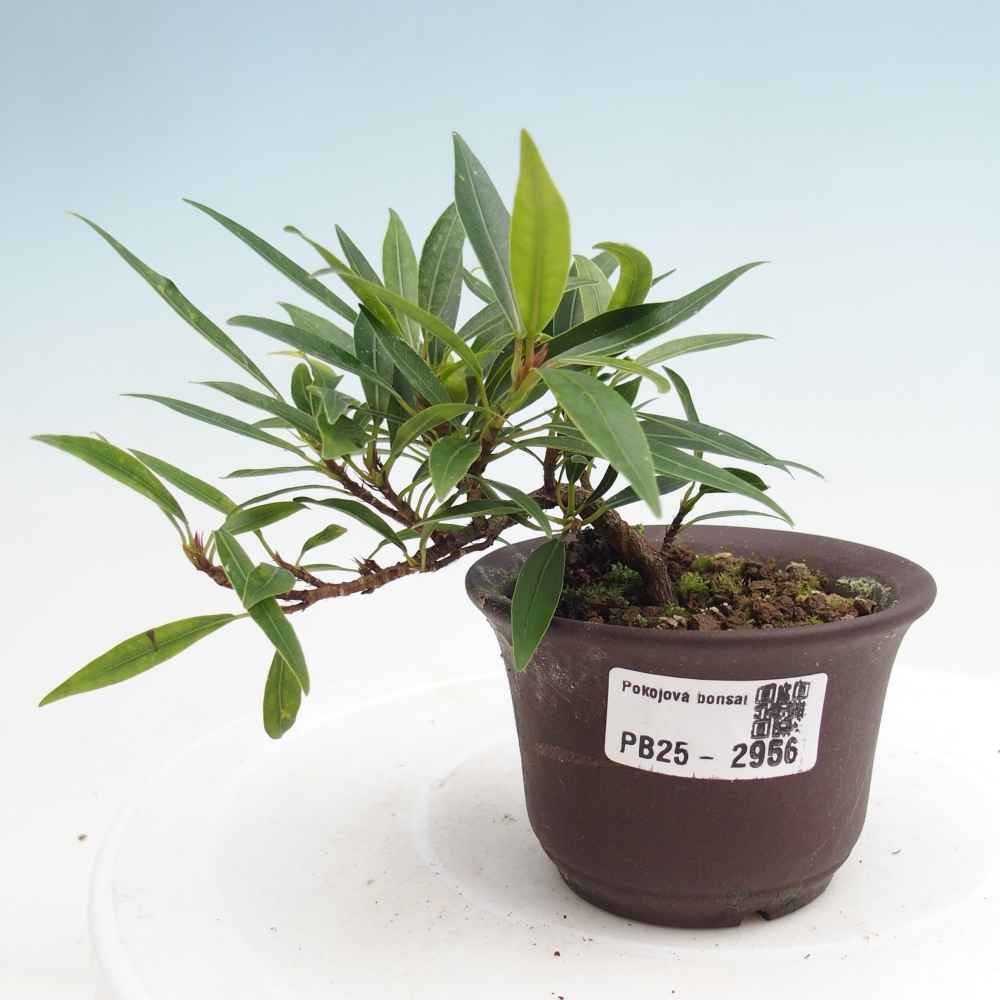 Izbová bonsai - Ficus nerifolia - malolistý fikus