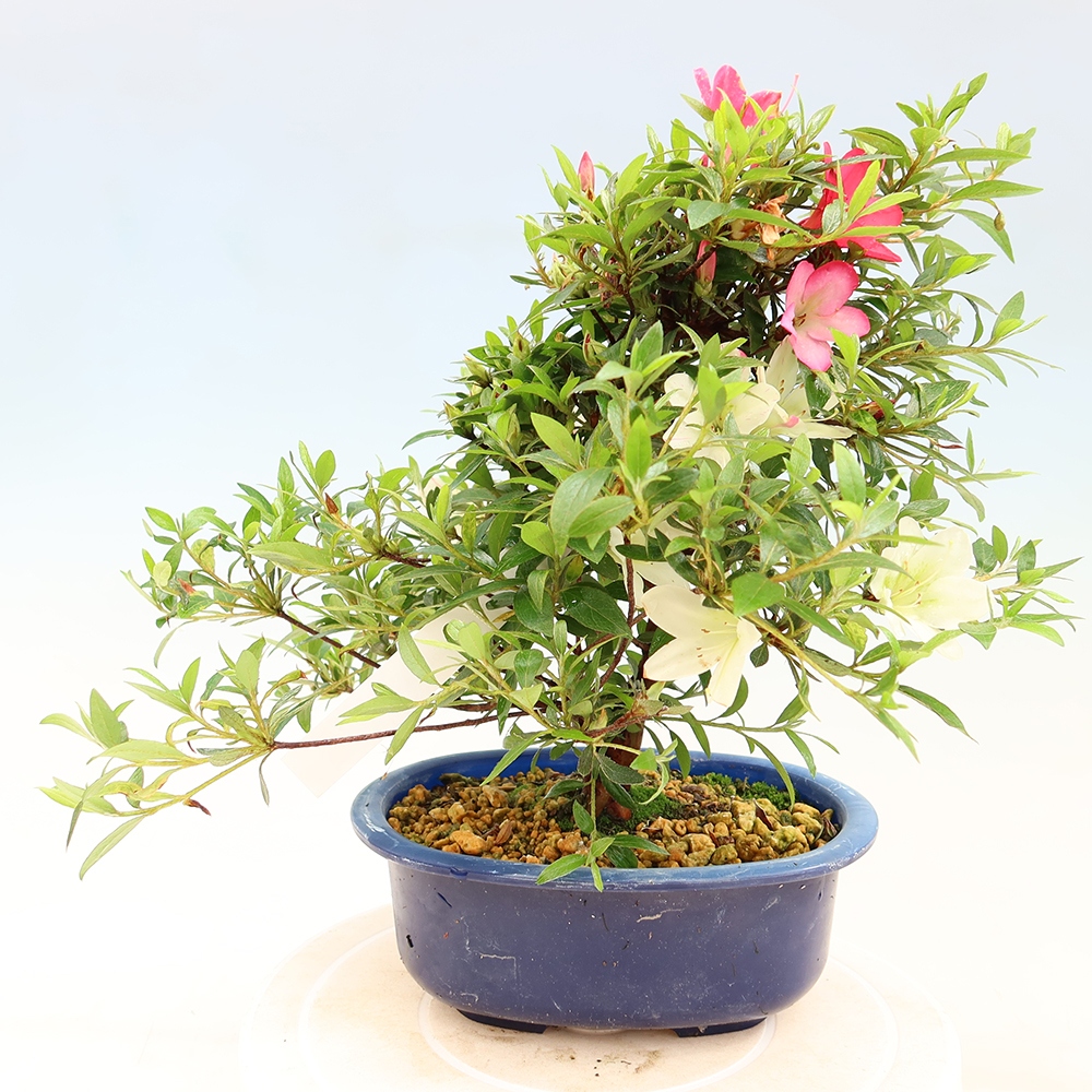 Vonkajšie bonsaje - Japonské azalky - Azalea Suigootome
