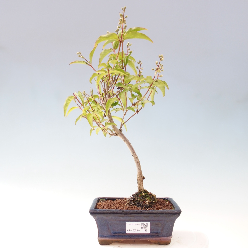 Vonkajší bonsai - Deutzia scabra Candidissima - Trojpuk