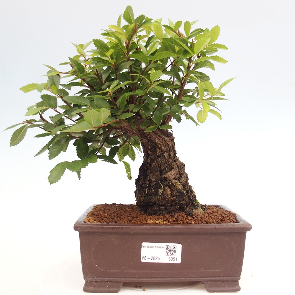 Vonkajšie bonsai - Zelkova - Zelkova serrata