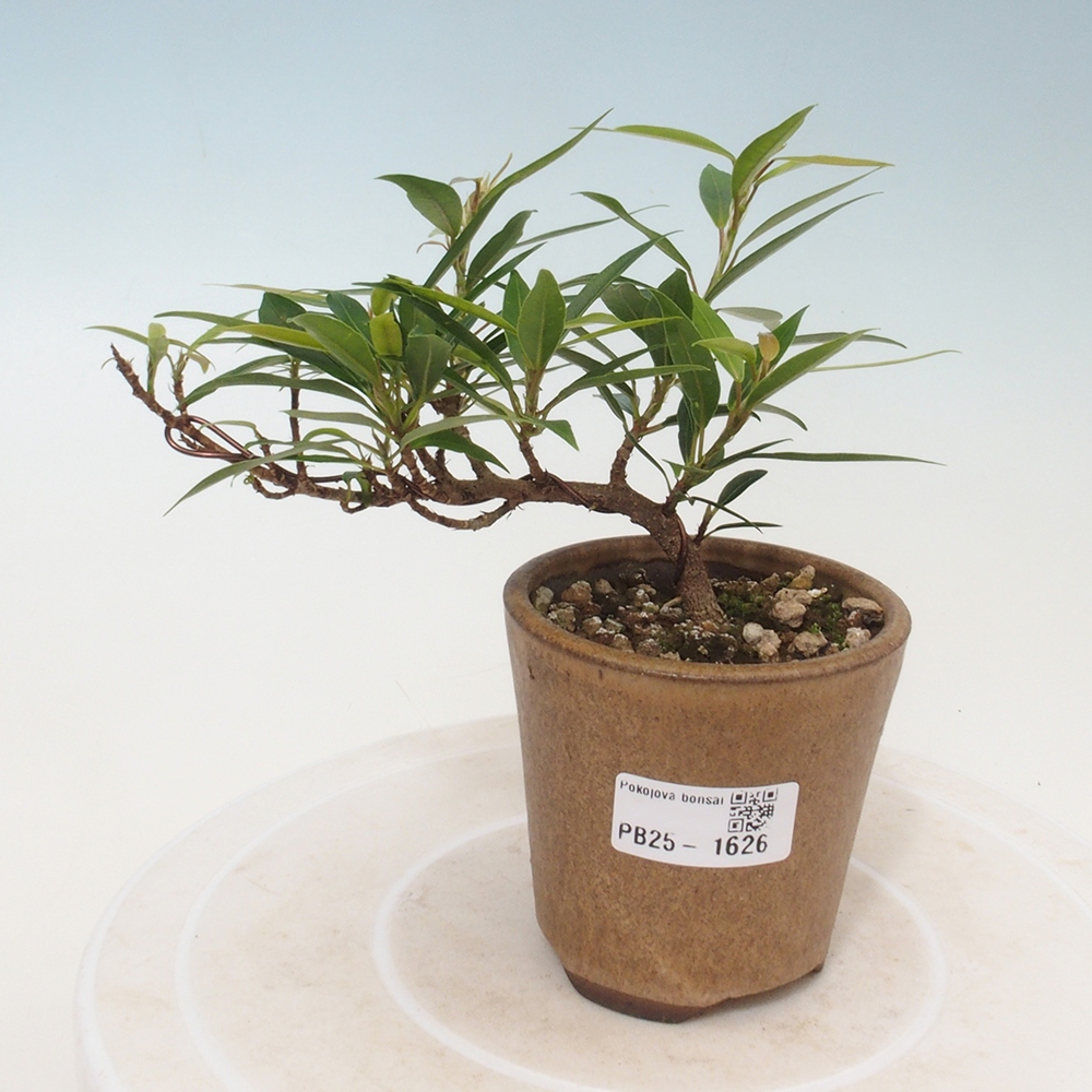 Izbová bonsai - Ficus nerifolia - malolistý fikus