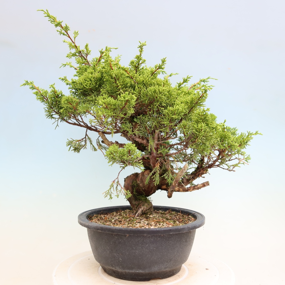 Vonkajší bonsai – Juniperus chinensis Itoigawa – čínsky jalovec